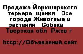 Продажа Йоркширского терьера, щенки - Все города Животные и растения » Собаки   . Тверская обл.,Ржев г.